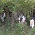 DSCN0715