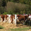 DSCN0949
