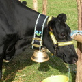 DSCN0966