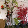 DSCN1674