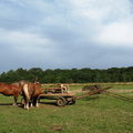 DSCN6471