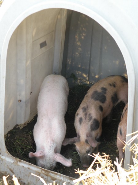 DSCN0714.JPG