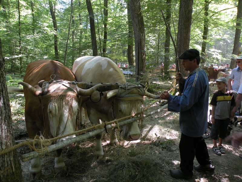 DSCN9331.JPG